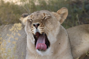 Lioness in the Kgalagadi