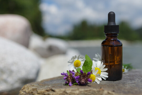 Bottle with dropper and fresh flowers of herbs, chamomile. Medical bottle on stone against background of nature.