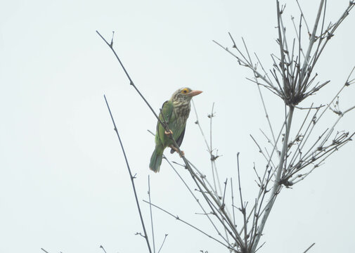 Lineated Barbet