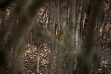 Roe deer hiding in the trees
