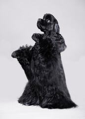 American cocker spaniel on grey background