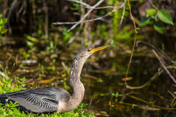 Anhinga