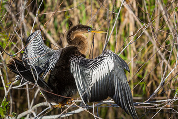 Anhinga