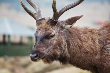 Elk on Sri Lanka