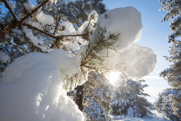 Winter forest