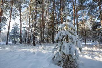 Rucksack Winter forest © Galyna Andrushko