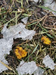 nature, leaf, autumn, grass, plant, forest, leaves, tree, flower, spring, season, fall, brown, color, garden, closeup, water, yellow, young, outdoors, flora