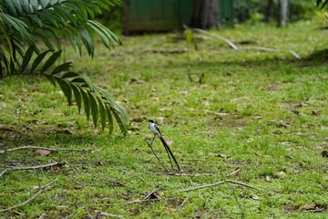 The fork-tailed flycatcher (Tyrannus savana) is a passerine bird of the tyrant flycatcher family....
