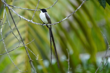 The fork-tailed flycatcher (Tyrannus savana) is a passerine bird of the tyrant flycatcher family. Mamori, Amazon – Brazil