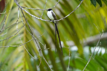 The fork-tailed flycatcher (Tyrannus savana) is a passerine bird of the tyrant flycatcher family....