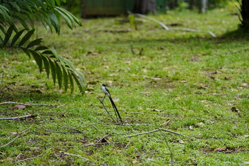 The fork-tailed flycatcher (Tyrannus savana) is a passerine bird of the tyrant flycatcher family. Mamori, Amazon – Brazil