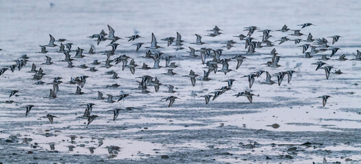 flock of flying sea birds