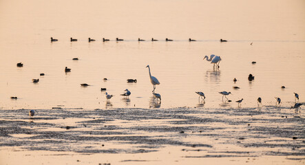 Obraz na płótnie Canvas flock of birds on the beach