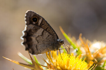 Kleines Wiesenvöglein auf gelber Blüte © Herbert