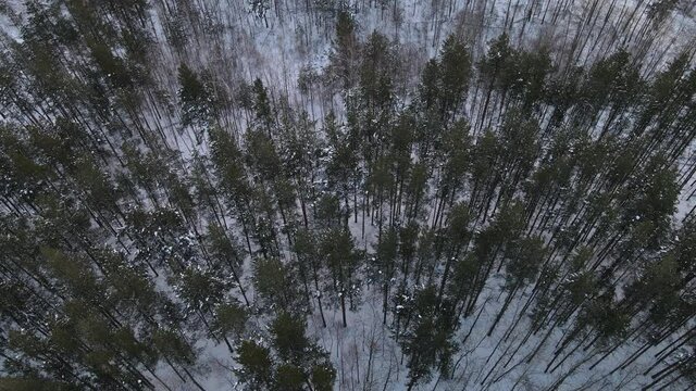 aerial vew of the forest