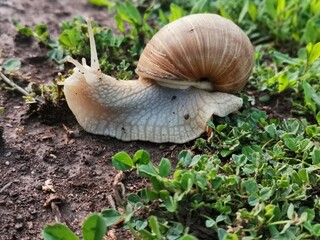 mushroom, nature, forest, fungus, autumn, fungi, food, mushrooms, grass, brown, macro, toadstool, boletus, green, moss, edible, wood, cap, wild, plant, season, white, woods, fall, close-up