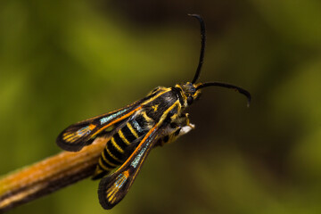 Glasflügler an einen Grashalm