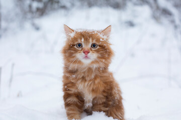 Portrait, red-haired, ginger kitten in the snow, on the background of the winter forest. On the...