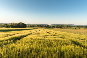 Getreidefeld im Morgenlicht, Singen, Landkreis Konstanz, Bodenseeregion, Baden-Württemberg, Deutschland