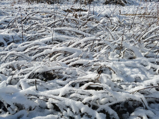 Winter landscape, a pattern of lying dry grass covered with snow