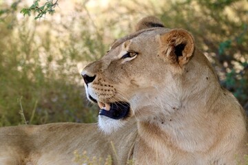 Lioness in the Kgalagadi