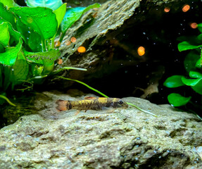aquarium fish Garra flavatra - Panda Garra with some Anubias plants