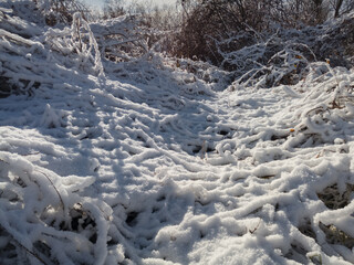 Snow covered vegetation pattern, nature under snow, winter season