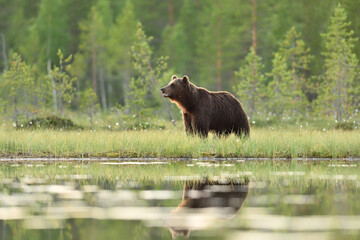 Brown bear in the bog watching to the distance, in the foreground there is a pond with bear reflection, in the background there is a forest