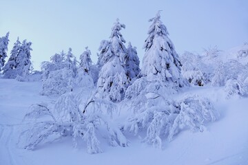 Mountains Babia Gora massif in winter scenery with snowy trees at sunrise light. Silhouette of tourist climbing to Brona Pass. Diablak, Beskid Zywiecki, Poland