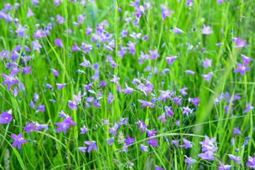 Obraz na płótnie Canvas Blue flax flowers and green grass in the field
