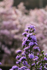 purple flower