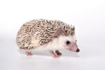 Obraz premium A beautiful cute hedgehog of African breed prickly with spikes on a white background in the studio