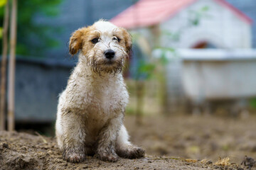 Little funny and cheerful dog dirty from the mud