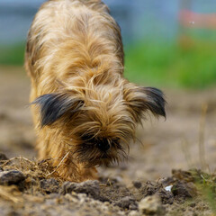 Brussels griffon blurred background, beautiful colors