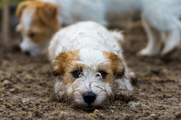 Little funny and cheerful dog dirty from the mud