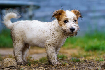 Little funny and cheerful dog dirty from the mud