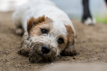 Little funny and cheerful dog dirty from the mud