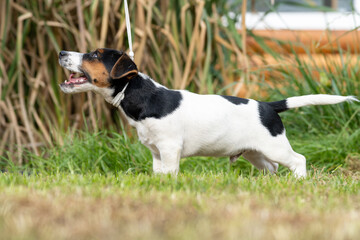 A cute little jack russell terrier puppy dog plays outdoors