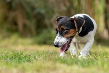 A cute little jack russell terrier puppy dog plays outdoors