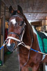 Portrait of a saddled horse in a bridle and halter