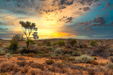 Sunset over a beautiful Australian outback landscape with bushes and a tree against the background with the warm colors of a real Outback sunset - obrazy, fototapety, plakaty