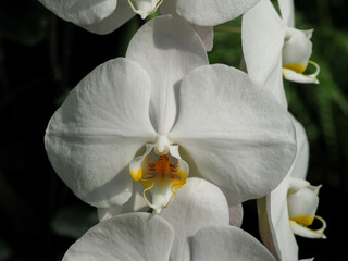 white orchid flower