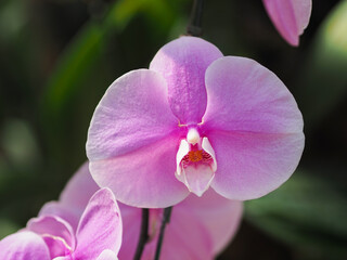 pink orchid in the garden