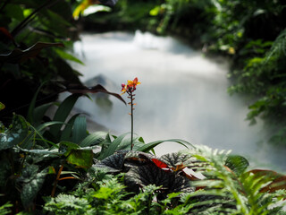butterfly on the flower