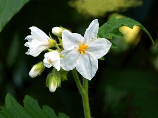 white flowers of Solanum sisymbriifolium in the garden