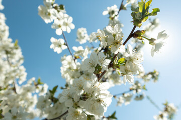 Cherry blossom in spring for background or copy space. Cherry blossoms on a spring day. Selective focus.