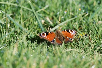 Paon du jour de passage dans le jardin