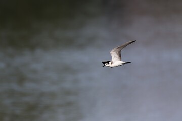 Guifette noire volant au dessus d'un lac