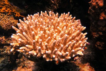 Naklejka na ściany i meble red sea coral reef and fish