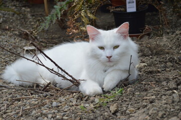 cat in the garden